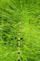 Grande Prêle - détail d'une tige stérile (Equisetum telmateia)